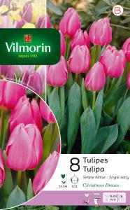 Tulipe Christmas Dream (x8)